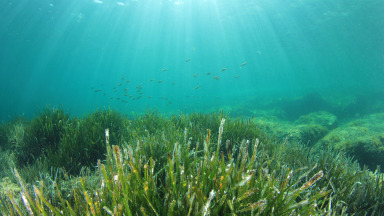 Seegraswiesen können große Mengen CO2 speichern, haben aber auch weitere parallele Nutzen. Sie stabilisieren Sedimente und können so zum Erosionsschutz beitragen und bieten auf Grund ihrer strukturellen Komplexität Meerestieren Schutz und Lebensraum.