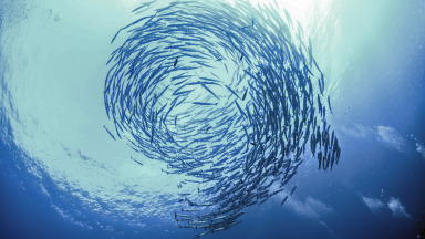 Die Meeresökosysteme leiden unter dem Verlust biologischer Vielfalt.