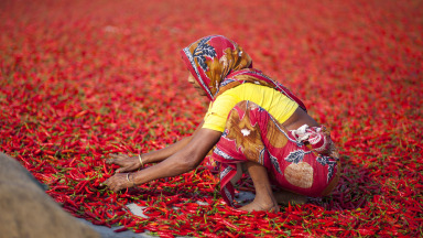 Menschenwürdige Arbeitsbedingungen für alle sind eines der Ziele der Agenda 2030. Hier sortiert eine Frau in Bangladesch rote Chilischoten.