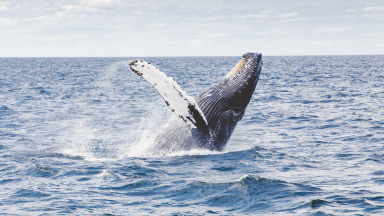 Wenn das UN-Abkommen die Erwartungen von Naturschützern erfüllt, werden Meerestiere wie dieser Wal künftig vor menschlichen Einflüssen geschützt.